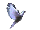 bird-animation-dove.gif